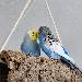 Paula und Henry 