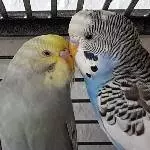 Momo und Henry