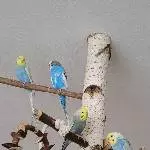 Vier im Vogelbaum