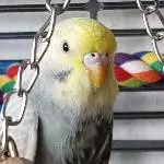 der kleine Momo 
