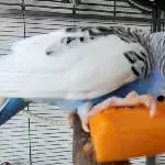 Henry am knabbern