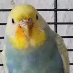 Josie hat sich geschminkt :)