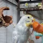Momo schmeckts