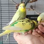 Silas, Pepe und Josie beim Knuspern
