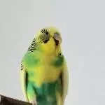 Silas hat gut lachen 