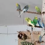 Alle 8 auf dem Vogelbaum