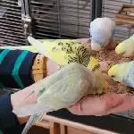 Zwei handvoll Flauschis