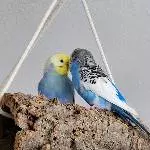 Paula und Henry 