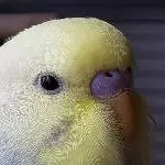 unser hübscher Pepe