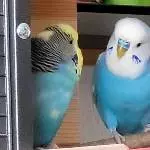 Kalle und Felix