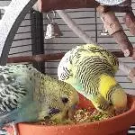 Lecker Brokkoli 