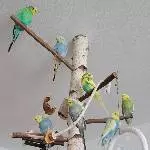Alle 8 im Vogelbaum