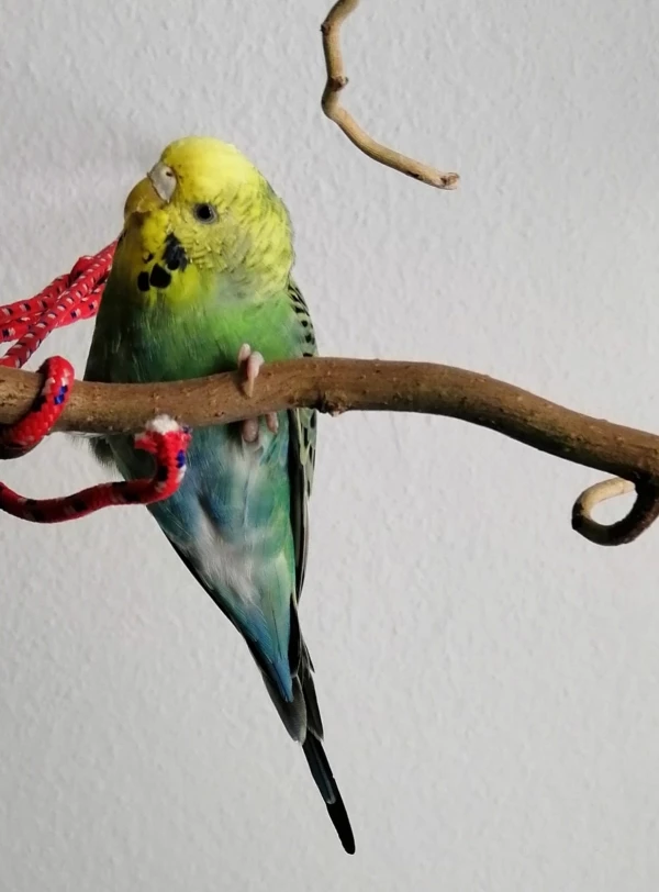 Wellensittich-Bild: Sie wird von Tag zu Tag hübscher!