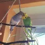 Finchen und Piwie