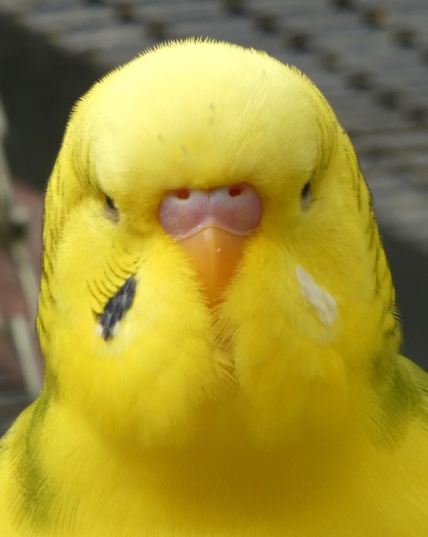 Bibo