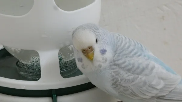Wellensittich-Bild: Ich würde gerne baden, .hier geht
aber nur trinken