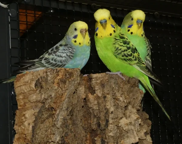 Wellensittich-Bild: Mieze Schindler mit Spencer und Jake

