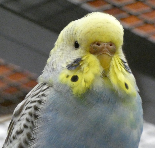 PHPSESSID