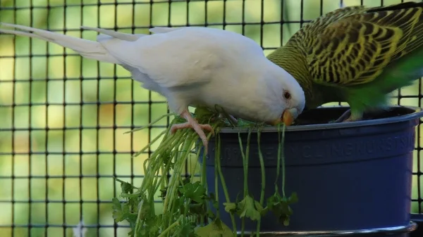 Wellensittich-Bild: Pedro in seinem Element