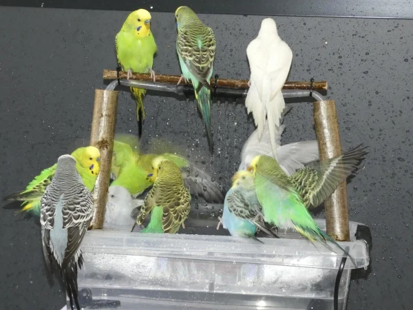 Wellensittich-Bild: Gruppenbaden ist zu schön