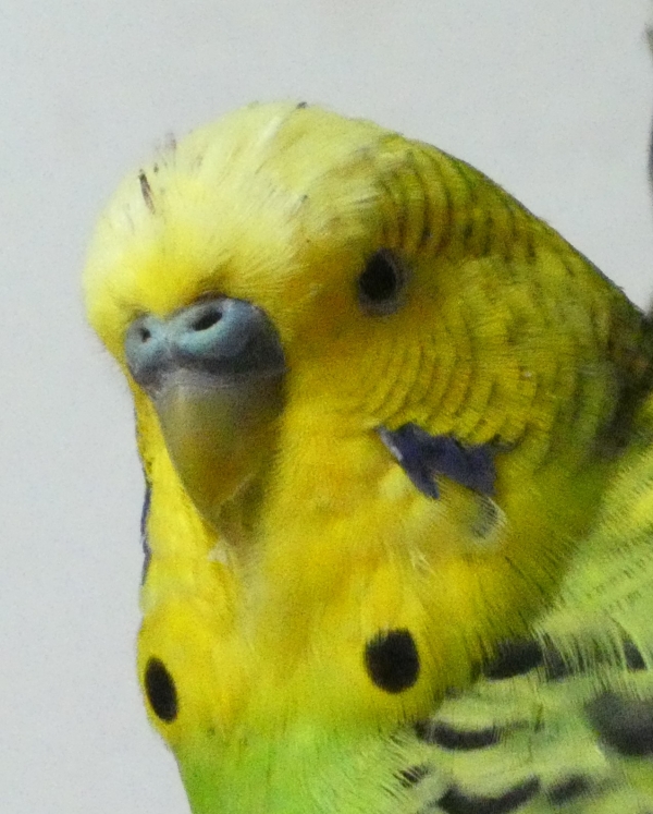 Murphy