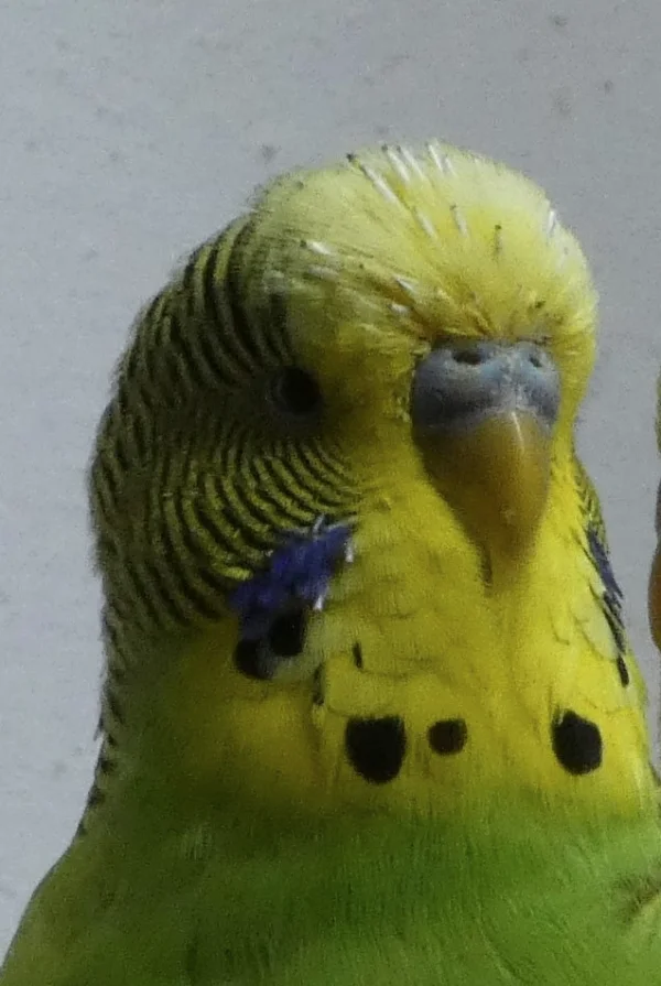 Wellensittich-Bild: Hallo Spencer .. 
