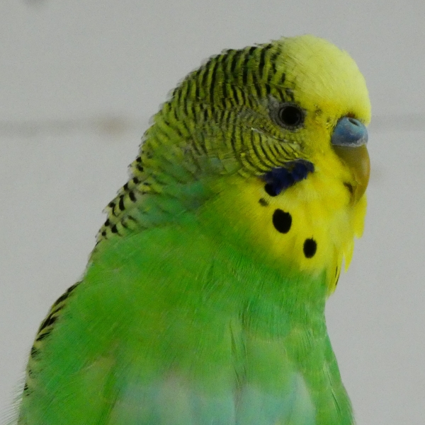 PHPSESSID
