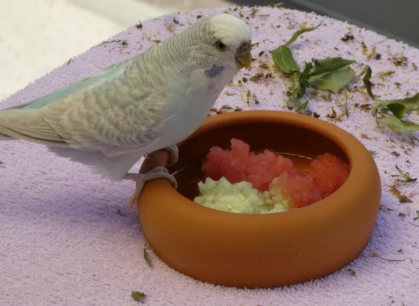 Wellensittich-Bild: Natürlich nicht, aber Melone mit Gurke
ist sehr beliebt
