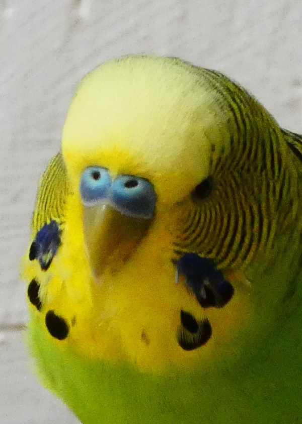 PHPSESSID