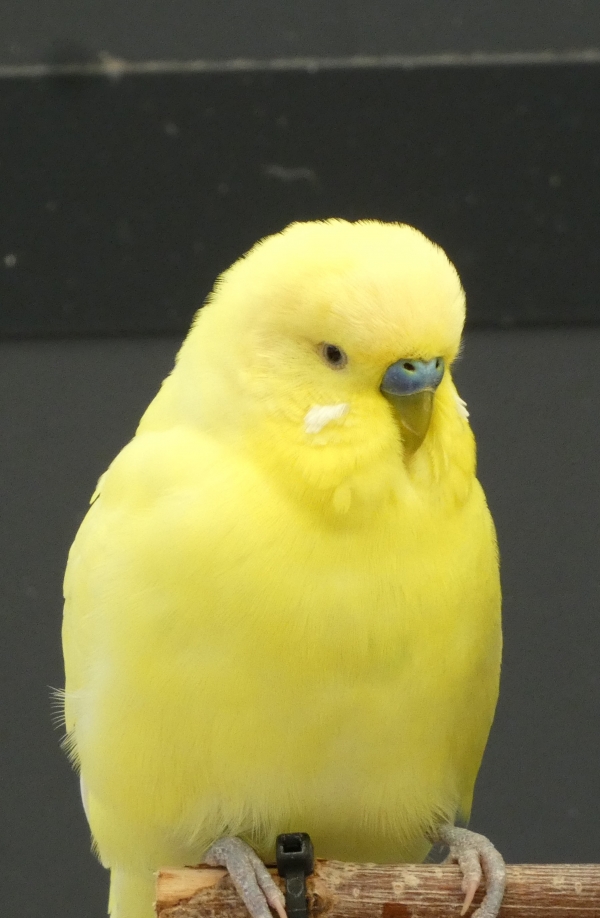 PHPSESSID