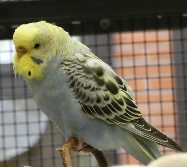 Wellensittich-Bild: Mal sehen, welches Hähnchen Mieze verzaubert