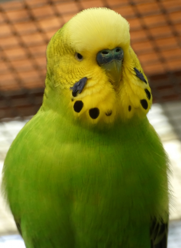 PHPSESSID
