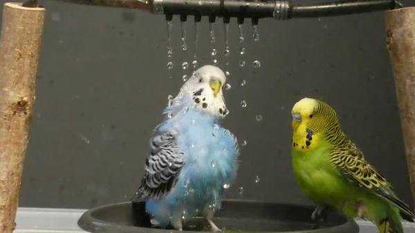 Wellensittich-Bild: Andy Dufresne sieht NOCH skeptisch aus, 
aber Spencer trägt am Seitenrand professionell
die Verantwortung und dann gehts ab unter die
Dusche.