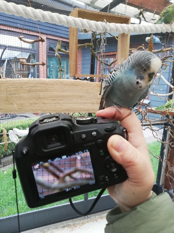 Wellensittich-Bild: Während ich Bilder machte, flog Kelli auf die Kamera, setzte sich dann aber noch auf den Finger. Ob er jetzt Starfotograf oder auf 
keinen Fall fotografiert werden wollte, ist noch nicht geklärt;-)