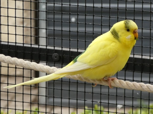 Wellensittich-Bild: Die hübsche kleine Lucy kam auch im März 25 in unseren Schwarm.