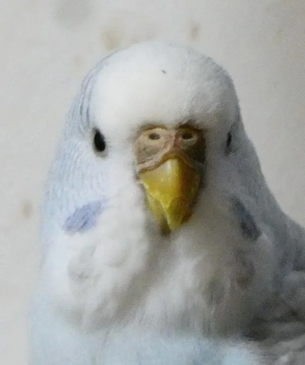 Wellensittich-Bild: Mein Name ist Blanca