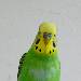 Das ist Jake