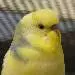 Him