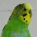 Jake