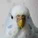 Blanca