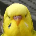 Profilbild Bibo