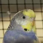 Profilbild Violetta