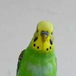 Das ist Jake