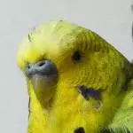Profilbild Murphy