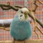 Profilbild Chen