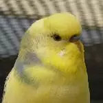 Profilbild Him