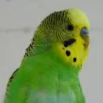 Profilbild Jake