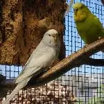 Unser Pärchen Diva und Bo