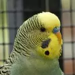Profilbild Boyd