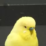 Profilbild Thor